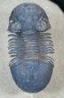 Paralejurus Trilobite - Foum Zguid #13935-2